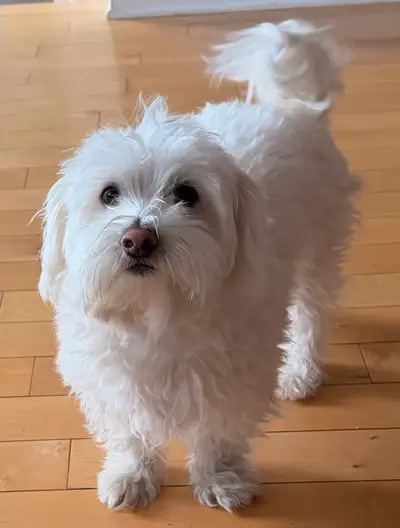 Bichon maltais 3 ans, View more
