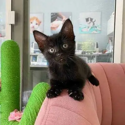 looking for black kitten , View more