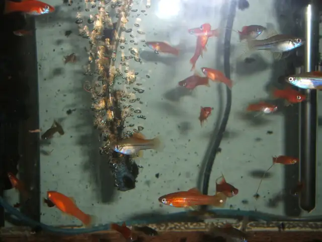 Community tropical fish - various types in Fish for Rehoming in City of Toronto - Image 6