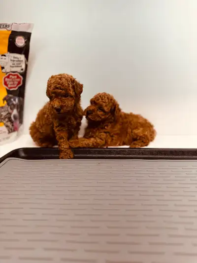 Purebred Toy Poodle Puppies, Hypoallergenic,non-shedding. MALES., View more