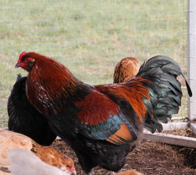 Purebred BBS Wheaten Ameraucana unsexed chicks in Livestock in Comox / Courtenay / Cumberland - Image 4