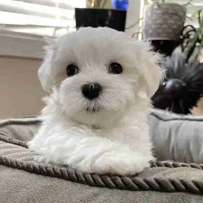 Adorable tiny Maltese puppies, View more