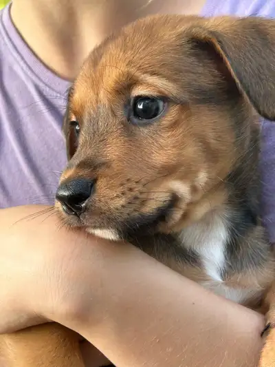mix breed puppy, View more
