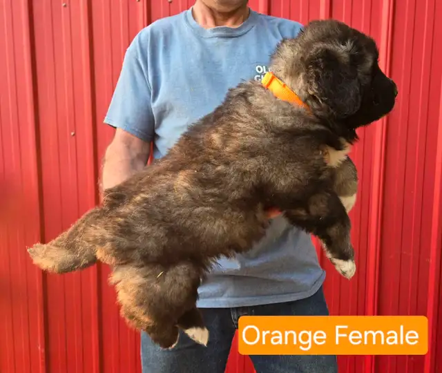 **Caucasian Shepherd Puppies** 100% Purebred in Dogs & Puppies for Rehoming in Winnipeg - Image 5