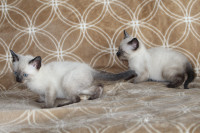 Applehead Siamese Kittens