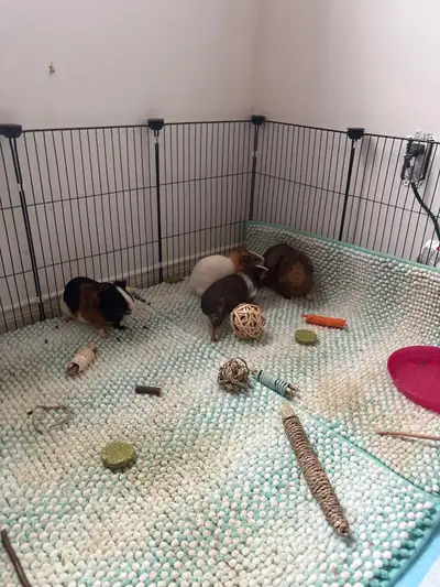 I can persit any pets such as dogs, cats, guinea pigs, bunnies, etc