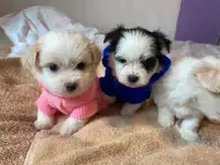 Morkie puppies 