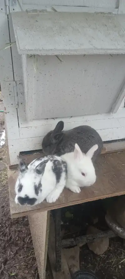 5.5 weeks Rabbits, NZ/Rex., View more