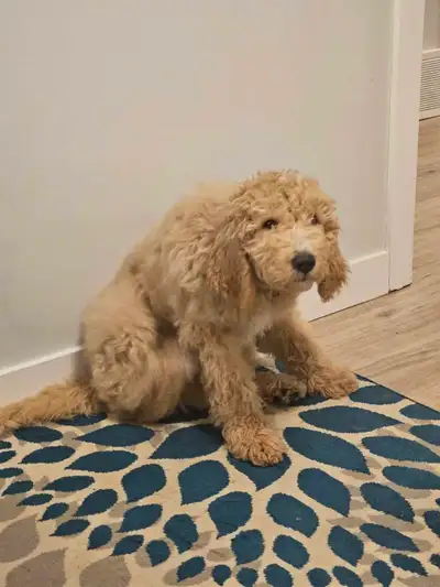Golden Doodle 12 weeks, View more