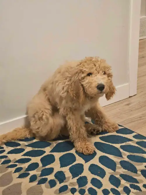 Adorable Goldendoodle Puppy Looking for a Loving Home It breaks my heart to post this, but I’m looki...