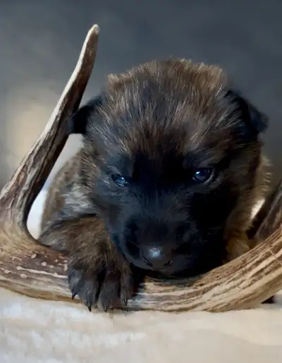 TAMASKAN SHEPSKY PUPS, View more