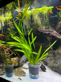 Vallisneria / Jungle Val Aquarium Plant