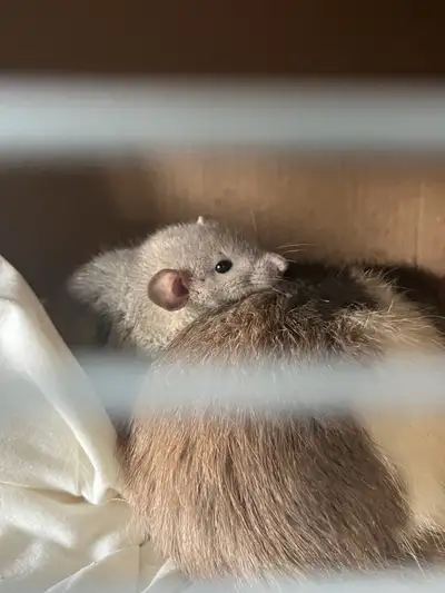 1 Bébé rat make a vendre :(, View more