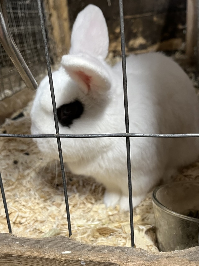Rabbits looking for new home Small Animals for Rehoming Brantford