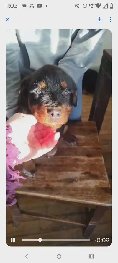 ROTTWEILER PUPPIES!!!!, View more