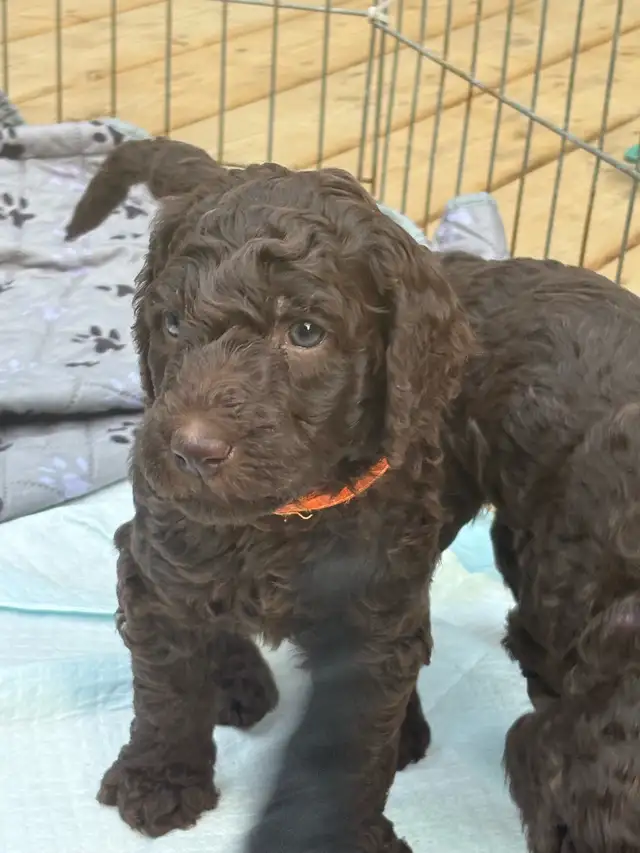 caniche royal (poodle) in Dogs & Puppies for Rehoming in Laurentides - Image 5
