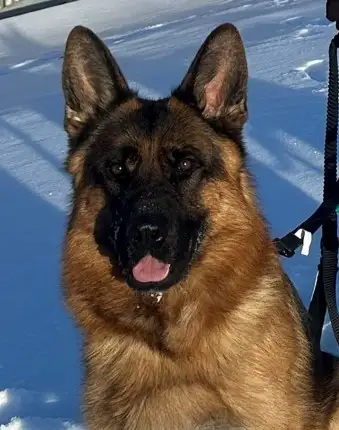 Elite German Shepherd Puppies –Both Parents German Imports – CKC, View more