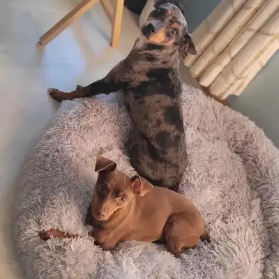 Miniature Pinscher litter expected, View more