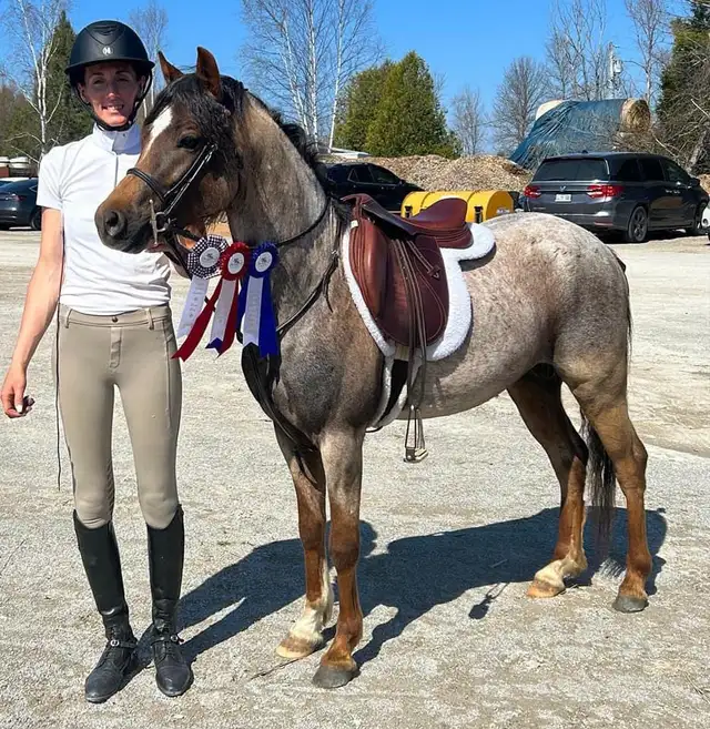 Sec B Welsh Pony Stallion in Horses & Ponies for Rehoming in City of Toronto - Image 9