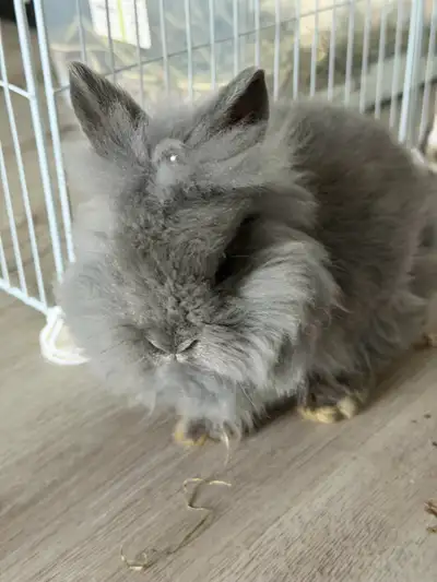 Purebred Lionhead Rabbit Bunny Boy, View more