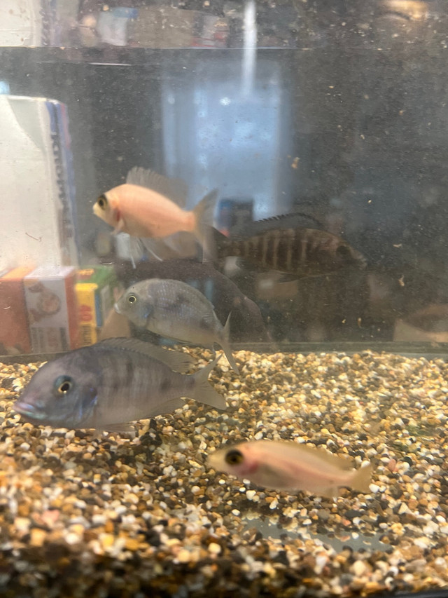 Baby cichlids  in Fish for Rehoming in North Bay - Image 3