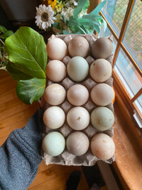 Duck hatching eggs from a mixed flock available!