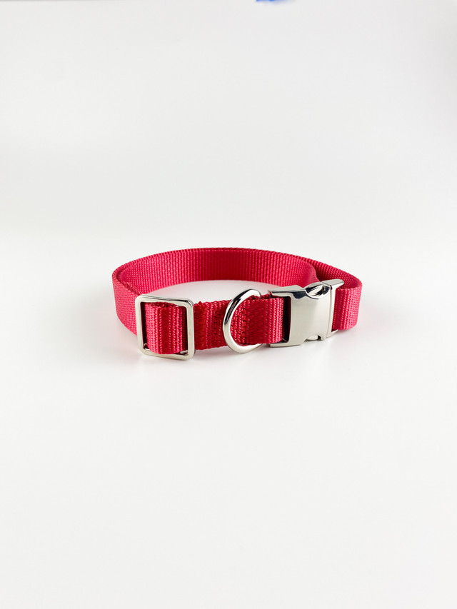 Dog collars in Accessories in Calgary - Image 2