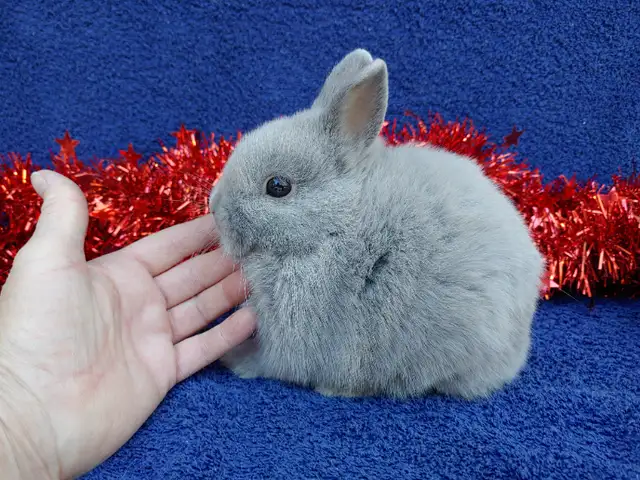 EXTRAORDINARY NETHERLAND DWARF, LIONHEAD, MINI REX, HOLLAND LOP in Small Animals for Rehoming in Cambridge - Image 11
