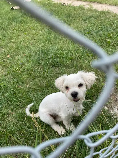 Female Maltese small breed puppy for sale Budgies with Cage, View more