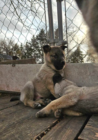 Norwegian Elkhound Puppies for sale 