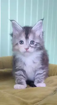 Maine coon kittens from cattery