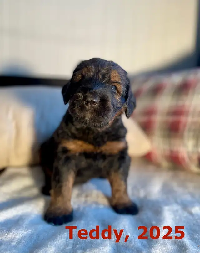 F1  tri colour hypoallergenic Bernedoodle in Dogs & Puppies for Rehoming in Calgary - Image 7