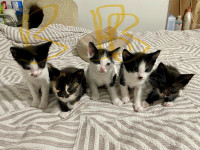 3 Male  Kittens  available 