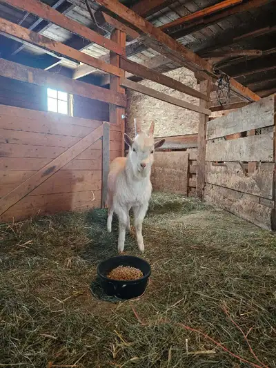 buck goats, View more