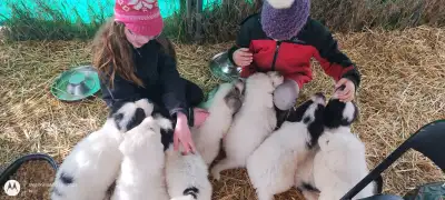 Great Pyrenees x Maremma born March 26/26, View more