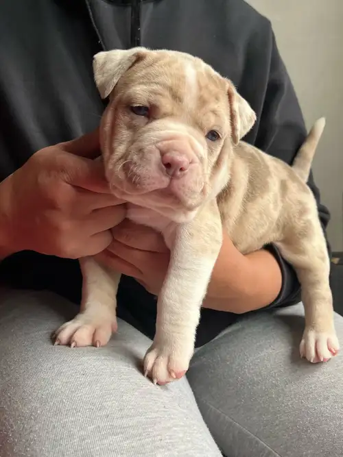Hello I have 3 beautiful female pockets available Born Feb 5 2025 Health guarantee Puppies will be v...