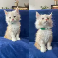 Beautiful Maine coon kittens available 