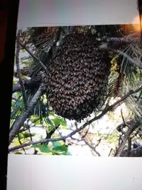 Bee swarm removal