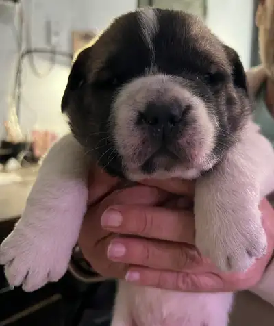 Saint Bernard x sharpie puppies , View more