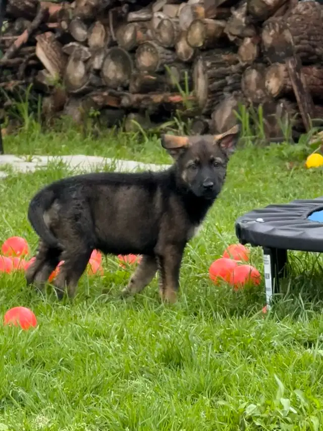 German Shepherd puppies in Dogs & Puppies for Rehoming in Ottawa - Image 9