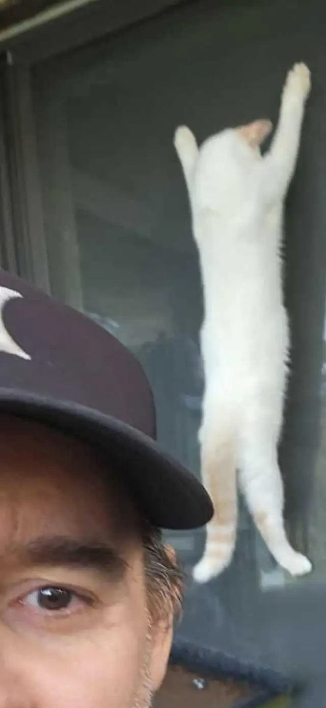 Young Modern Siamese Red Flamepoint cat in Cats & Kittens for Rehoming in North Bay - Image 7