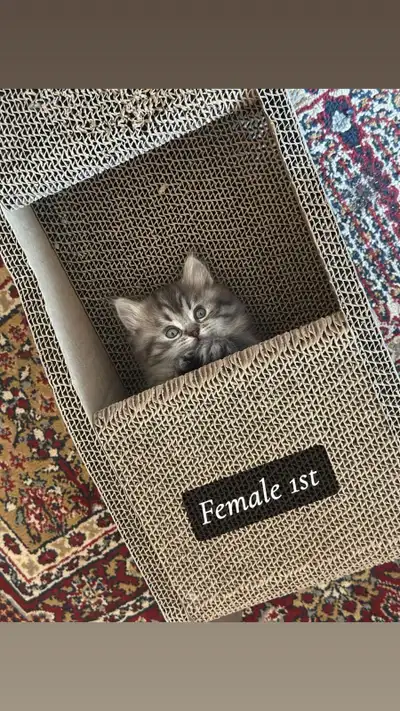 Himalayan Blue point lynx Doll Face kittens!! 1st female - persian blue tabby 2 males - blue point l...