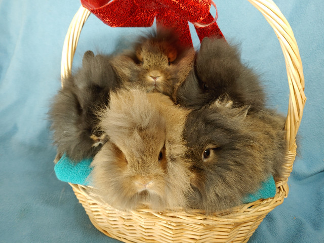 EXTRAORDINARY Netherland dwarf, Mini Rex, Holland lop, Lionhead in Small Animals for Rehoming in Kingston - Image 4