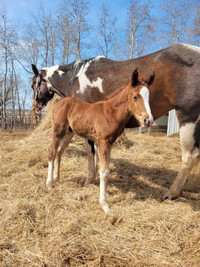 Foal for Sale Colt