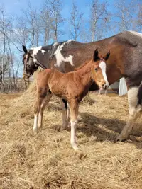 Foal for Sale Colt