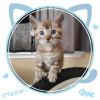 Purebred Snow Bengal kittens available, TICA parents