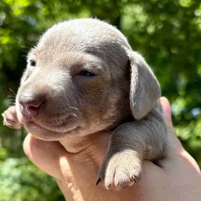miniature dachshund puppies CKC registered, View more