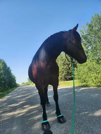Looking for Pasture to rent for 2 horses, View more