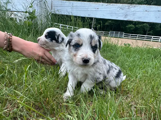 Chiot Border Collie in Dogs & Puppies for Rehoming in Trois-Rivières - Image 9