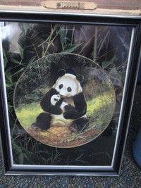 framed Panda Bear picture (8 1/2 x 11)